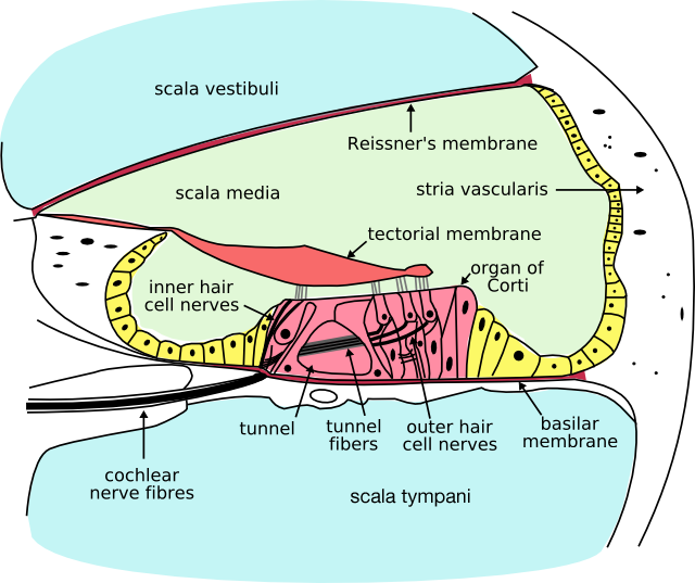 Scala tympani Creator: Oarih https://commons.wikimedia.org/wiki/File:Cochlea-crosssection.png