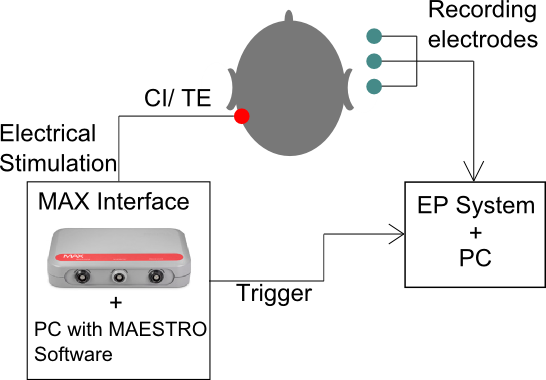 eARB Setup Auditory Brainstem Implant