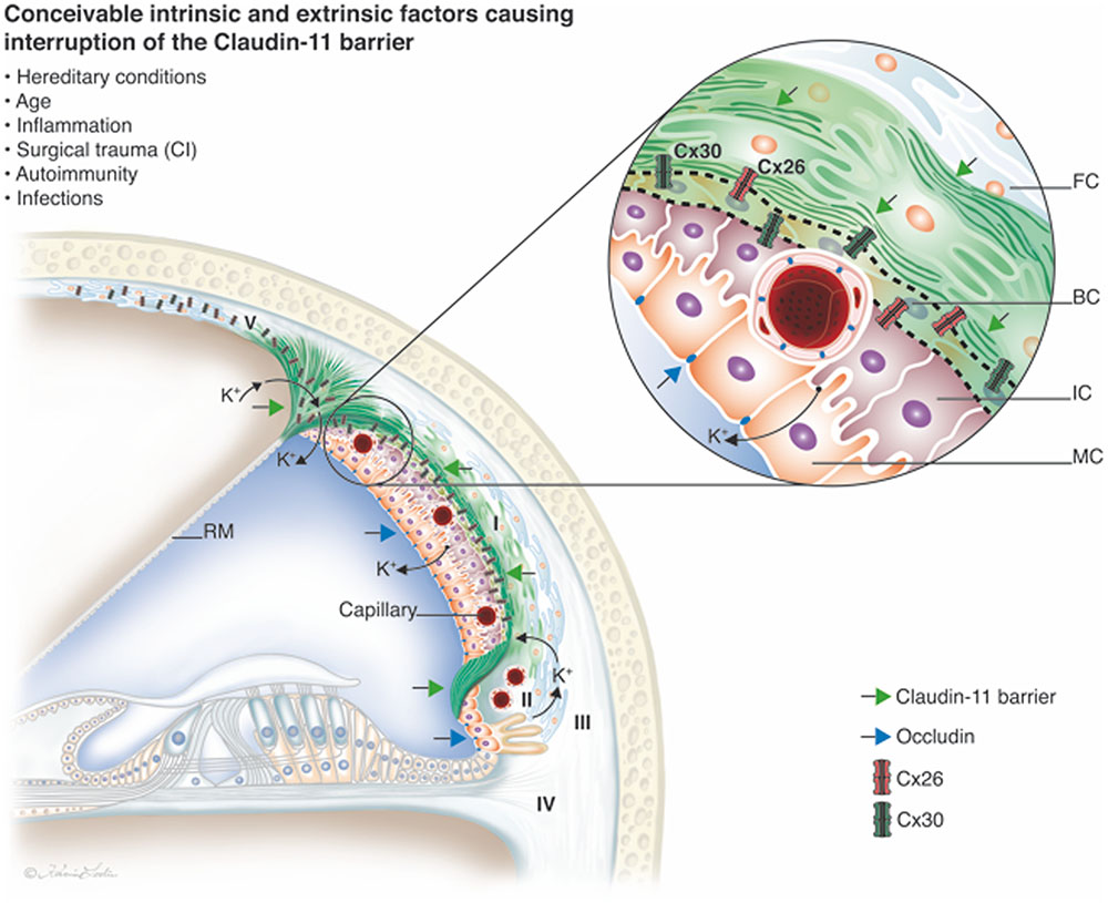 Stria vascularis and the role of Claudin-11 the cochlea