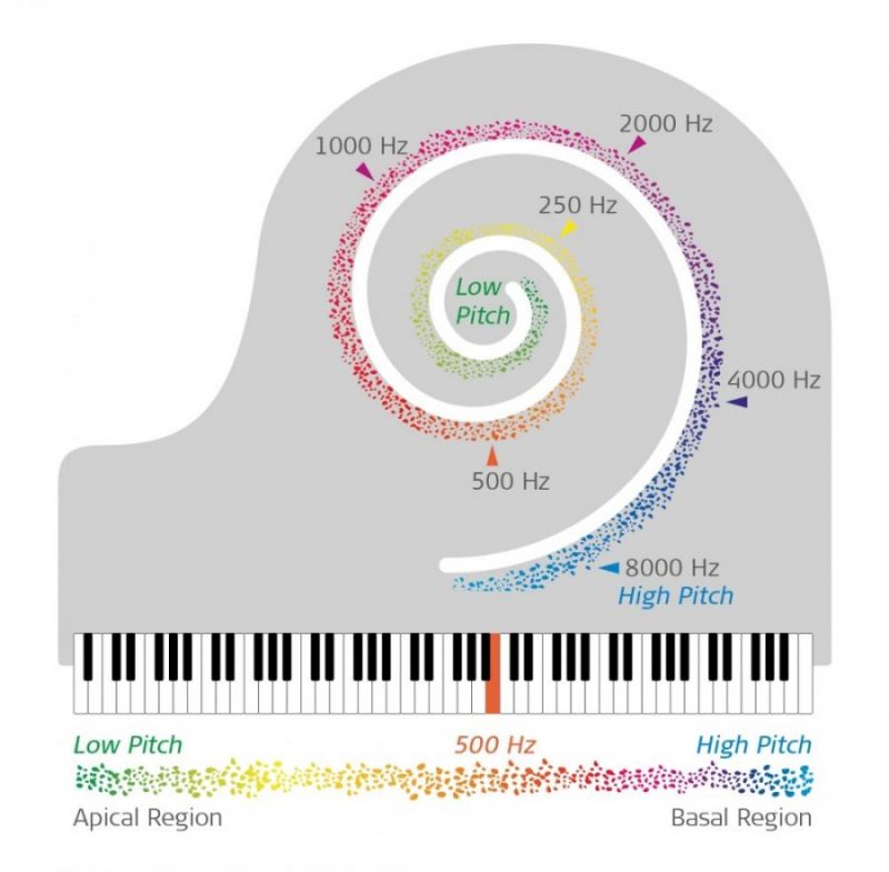 Perception of these low frequencies occurs in people with typical hearing in the apex of the cochlea.