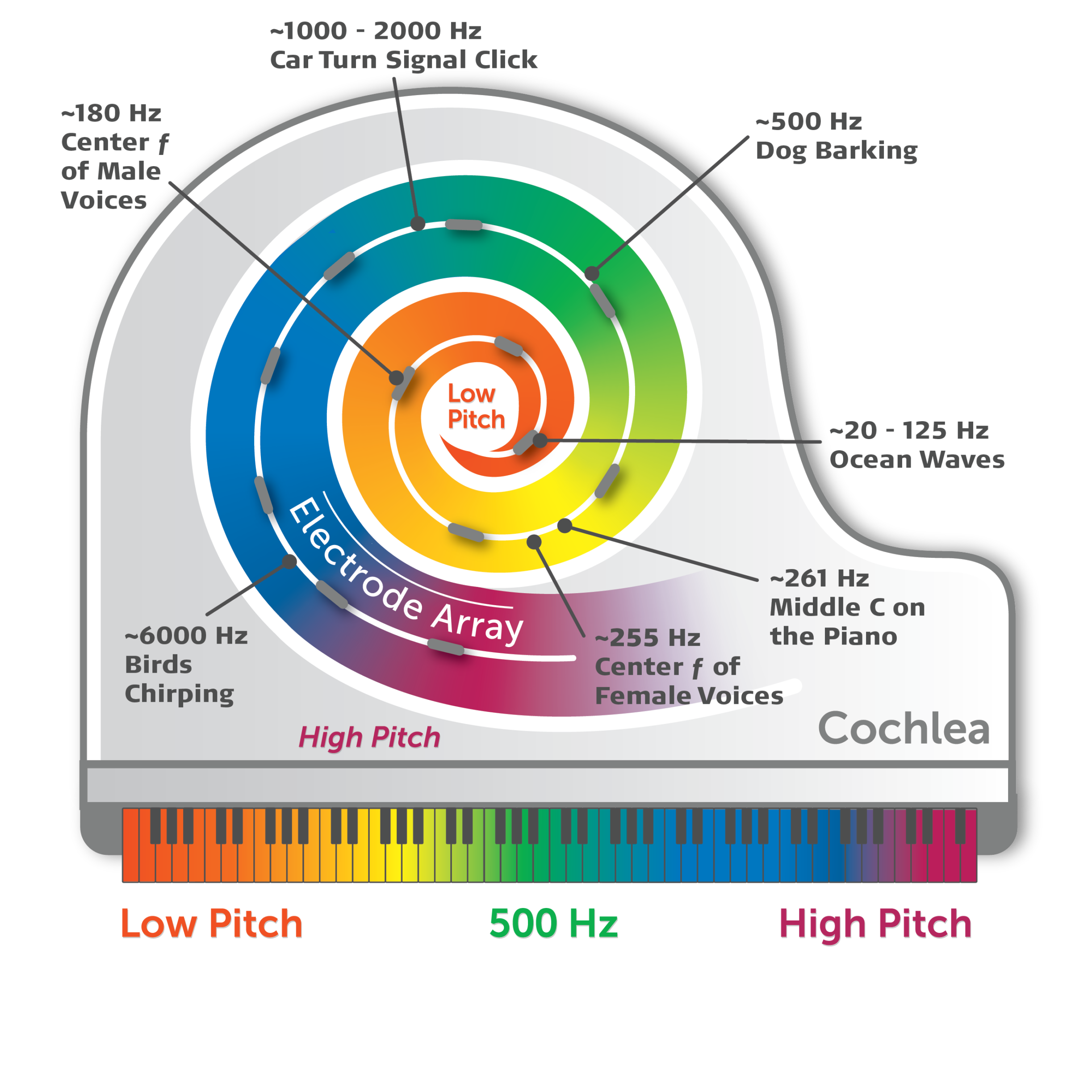 visual of a cochlea over a piano to show the frequencies